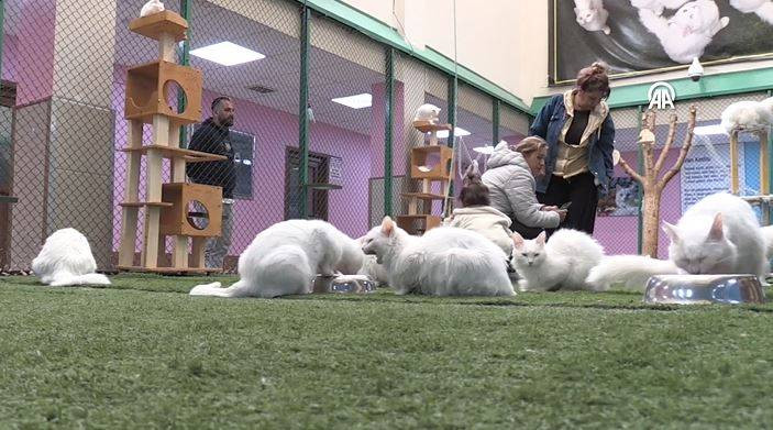 Koruma altındaki Van kedilerinden 70 yavru - Resim: 4